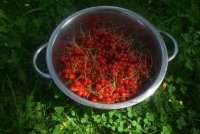 Мусс из красной или черной смородины